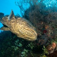 Cuba_Diving_2016_063