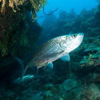 Cuba_Diving_2016_064