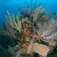 Cuba_Diving_2016_065