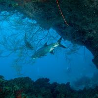 Cuba_Diving_2016_067