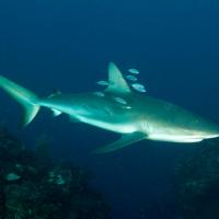 Cuba_Diving_2016_072