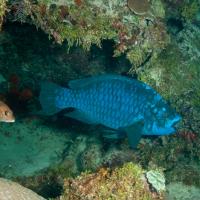 Cuba_Diving_2016_073