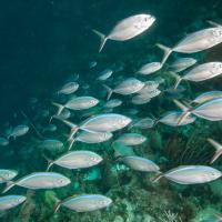 Cuba_Diving_2016_074