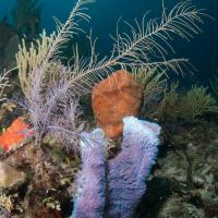 Cuba_Diving_2016_076