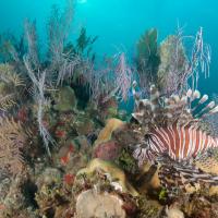 Cuba_Diving_2016_077