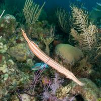 Cuba_Diving_2016_078