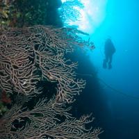 Cuba_Diving_2016_079