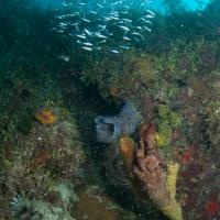 Cuba_Diving_2016_083