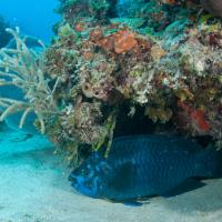 Cuba_Diving_2016_087