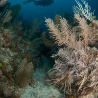 Cuba_Diving_2016_088