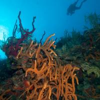 Cuba_Diving_2016_090