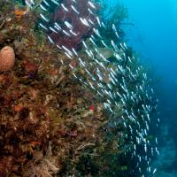 Cuba_Diving_2016_095