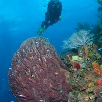 Cuba_Diving_2016_096