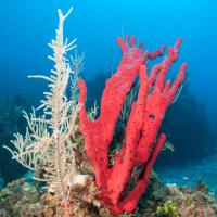 Cuba_Diving_2016_097