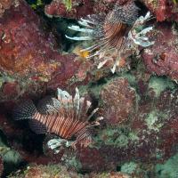 Cuba_Diving_2016_099