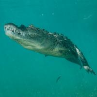 Cuba_Diving_2016_100