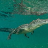 Cuba_Diving_2016_101