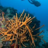 Cuba_Diving_2016_102