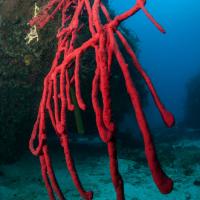 Cuba_Diving_2016_103