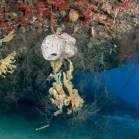 Cuba_Diving_2016_104