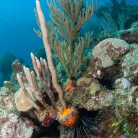 Cuba_Diving_2016_105