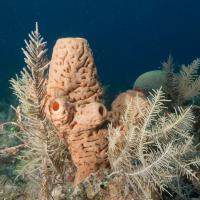 Cuba_Diving_2016_107