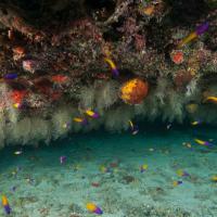 Cuba_Diving_2016_108