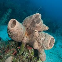 Cuba_Diving_2016_109