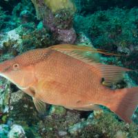 Cuba_Diving_2016_110