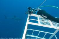 Guadalupe_Island_001