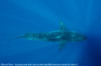 Guadalupe_Island_004