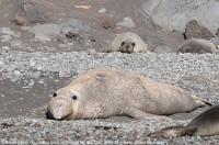 Guadalupe_Island_022