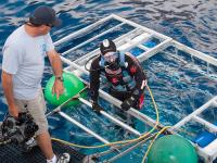 Guadalupe_Island_028