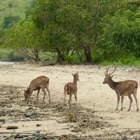 Komodo_2012_009