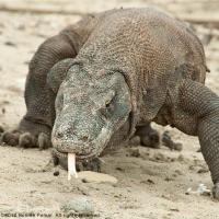 Komodo_2012_010