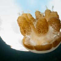 Palau_2014_026