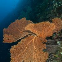 Palau_2014_040