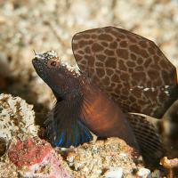 Anilao14_Red_Rock_143