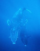 Tonga Humpback Whale
