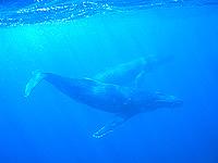 Tonga Humpback Whales