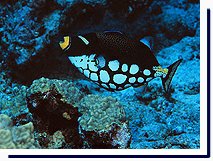 Clown Triggerfish at Blue Corner