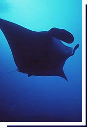 Manta Ray at German Channel