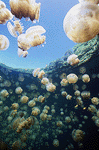 Palau Jellyfish