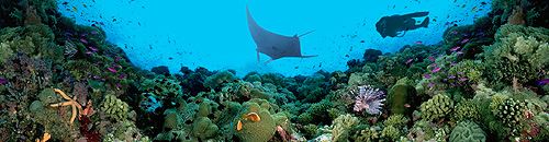 Palau Reef Underwater QuickTime VR
