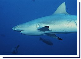 Gray Reef Shark at Blue Corner